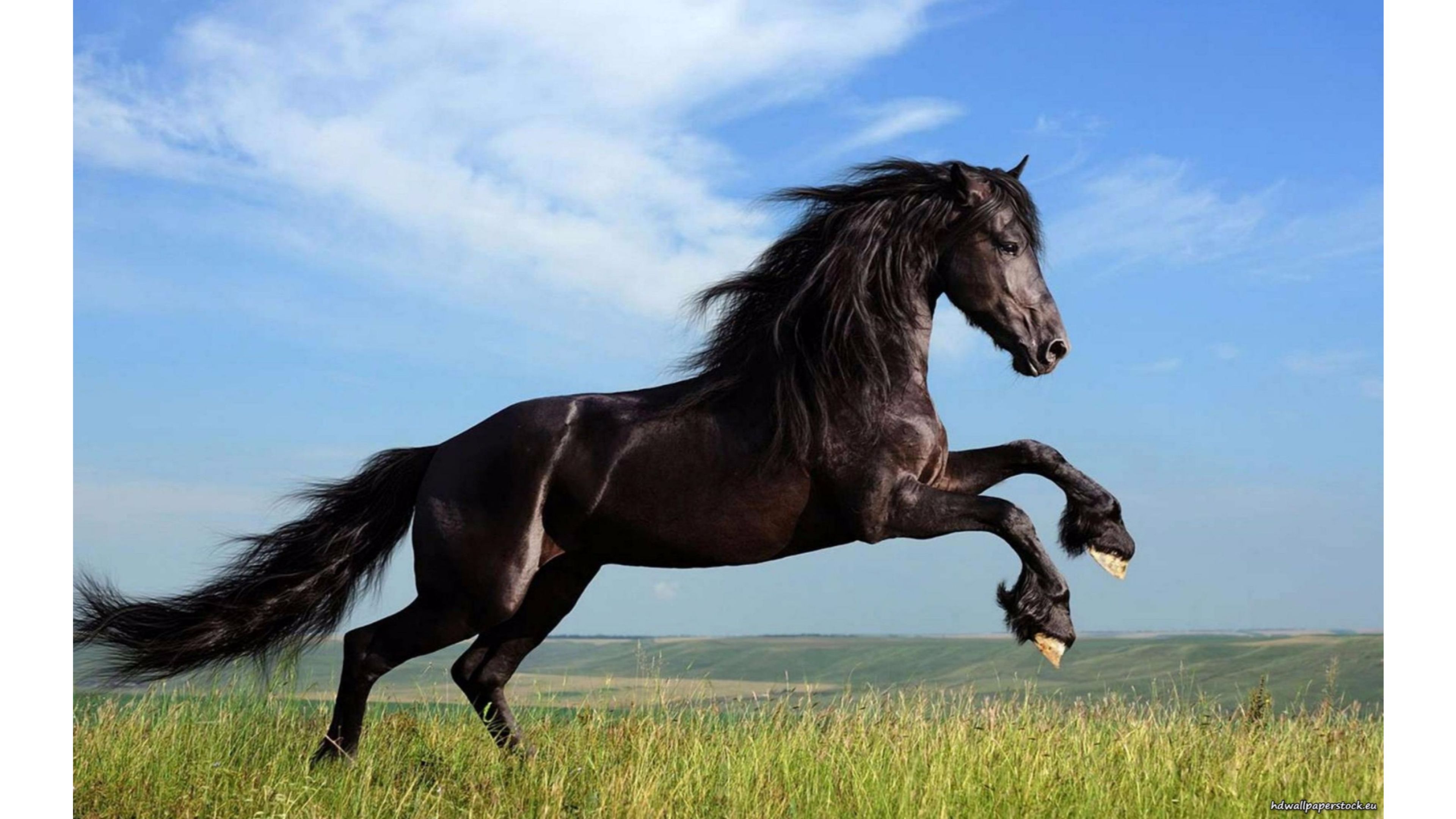 Black-Stallion-Horse-4K-Wallpaper